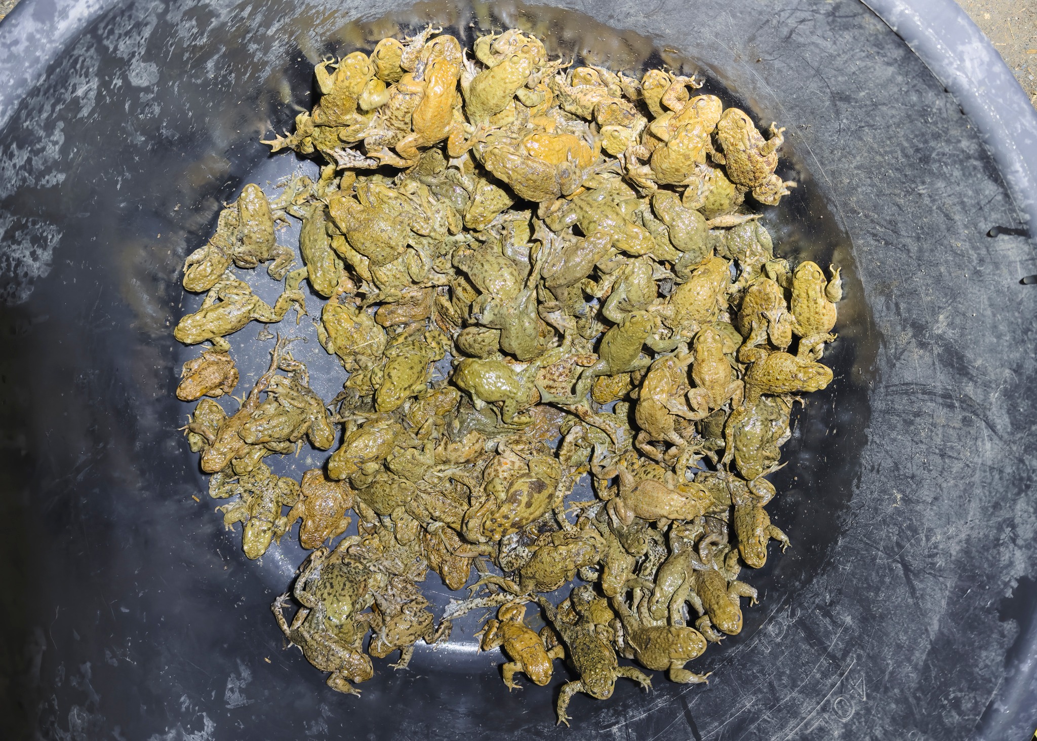 AMPHIBIENRETTER B 241 4