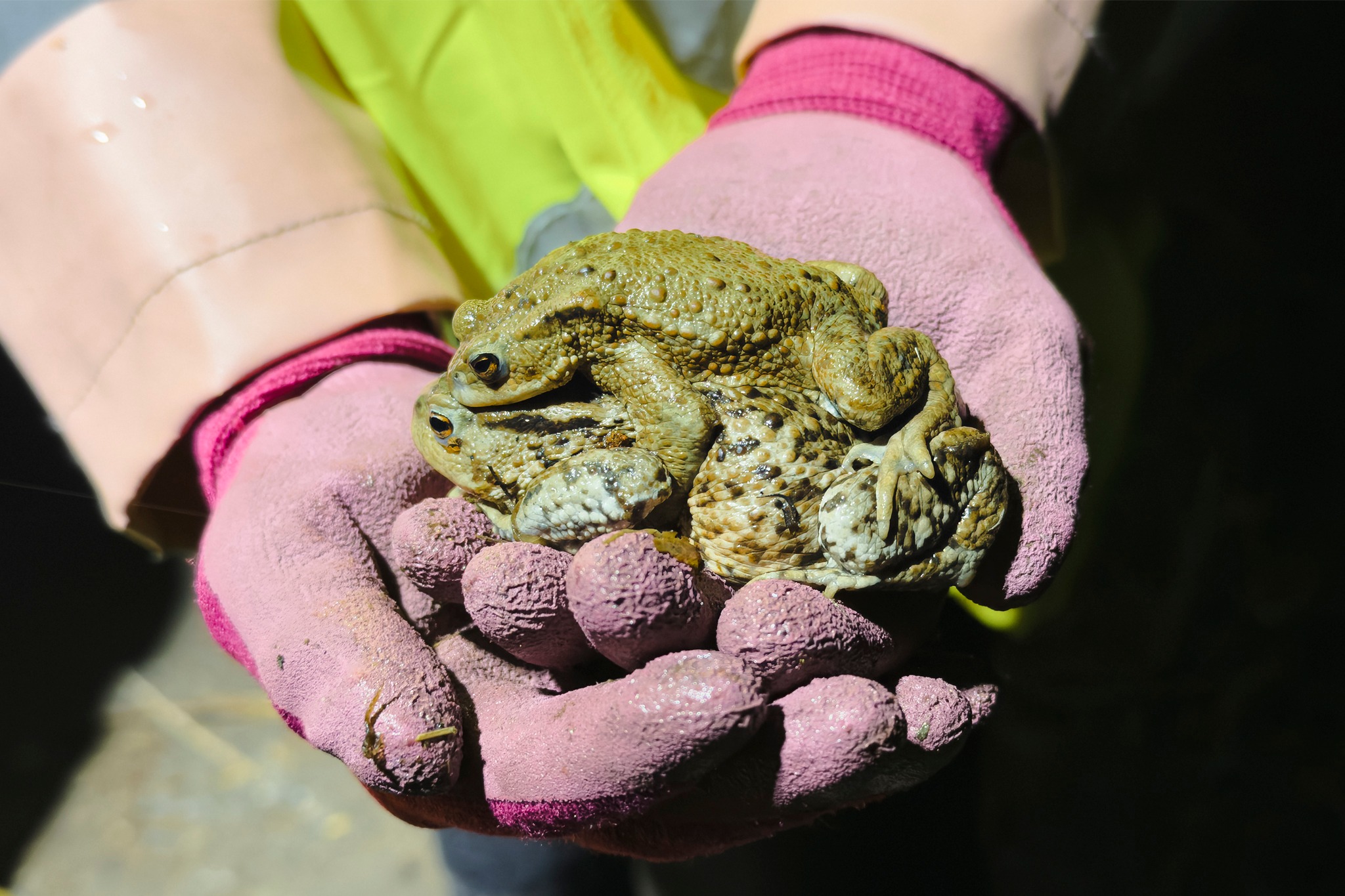 AMPHIBIENRETTER B 241 6